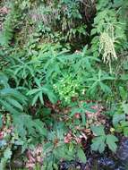 Image of Hairy Spurge