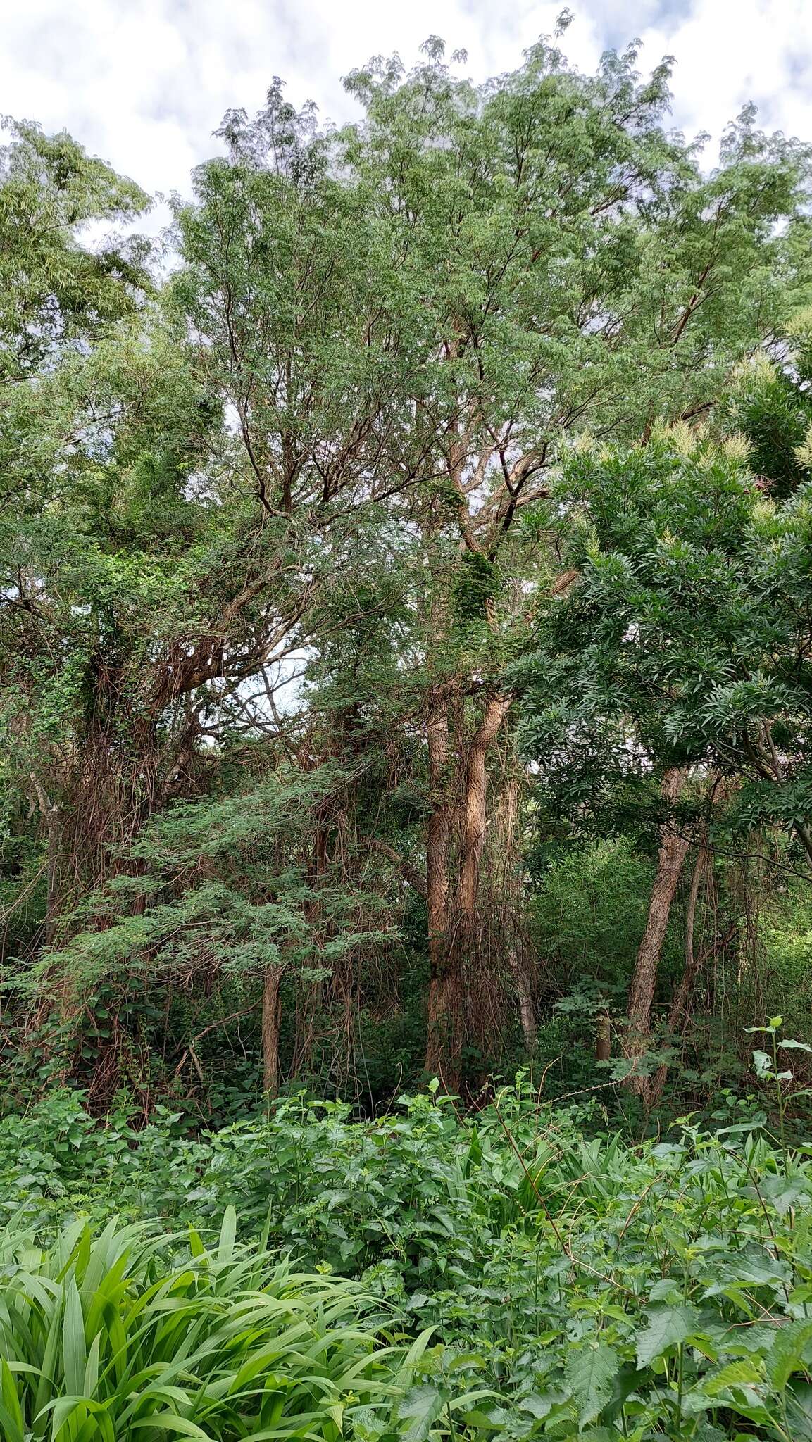 Plancia ëd Chloroleucon tenuiflorum (Benth.) Barneby & J. W. Grimes