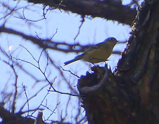 Image of Ruby-crowned Kinglet