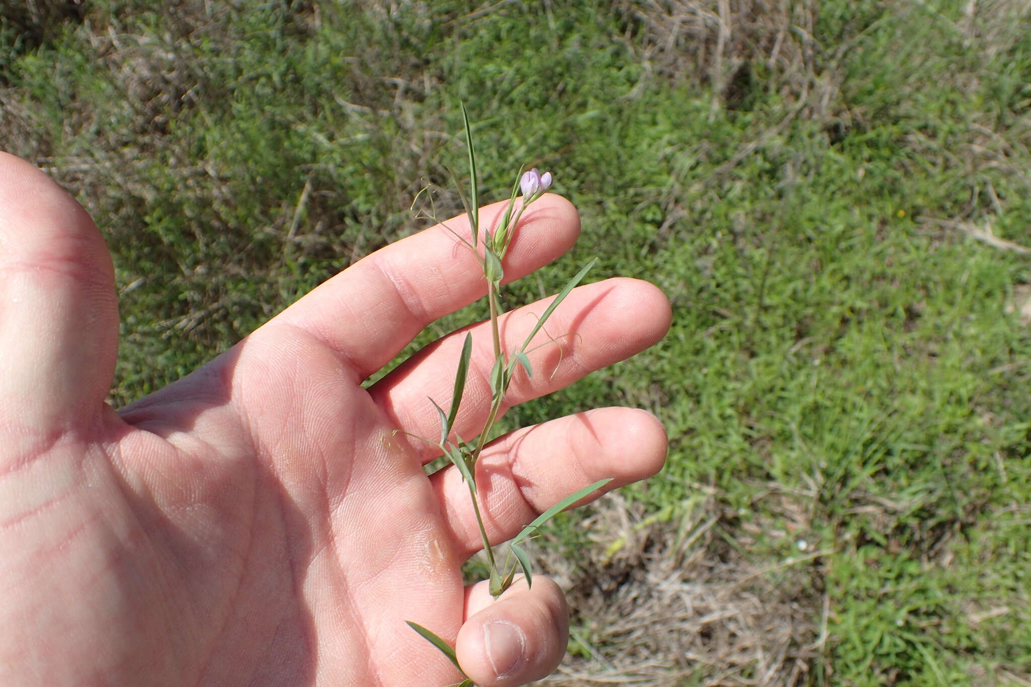 Lathyrus pusillus Elliott resmi