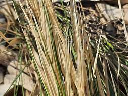 Image of needlegrass