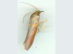 Etiella scitivittalis Walker 1863 resmi