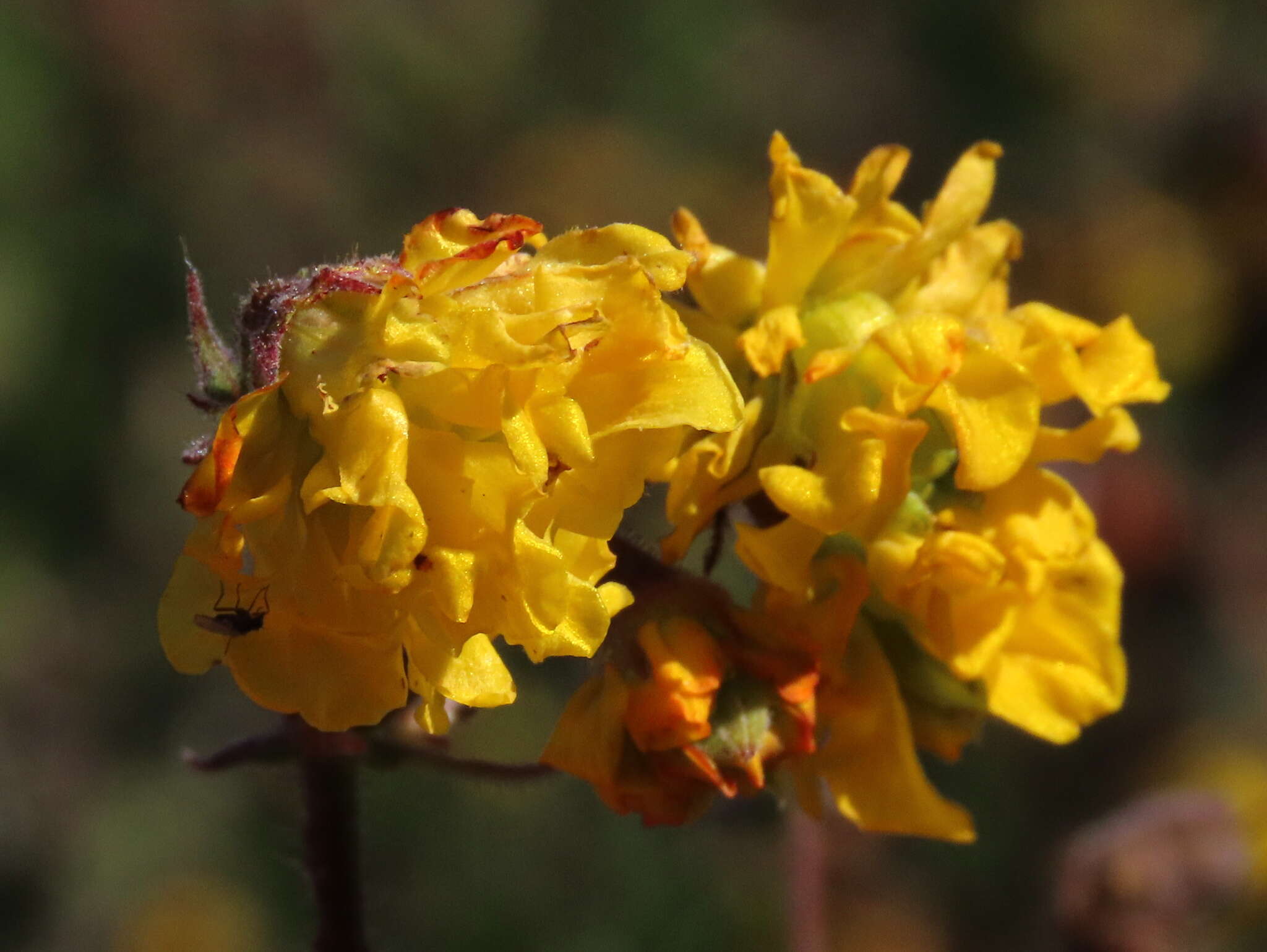 Image of Hermannia prismatocarpa E. Mey.