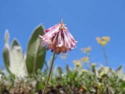 Image de Trifolium kingii subsp. productum (Greene) D. Heller