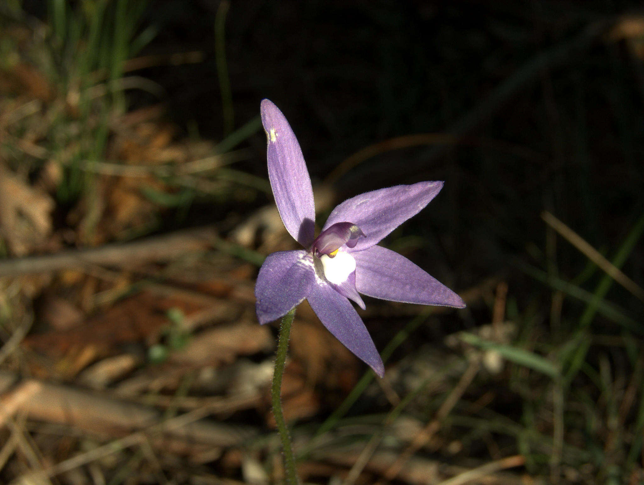 Imagem de Caladenia major (R. Br.) Rchb. fil.