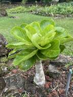 Image of cabbage on a stick