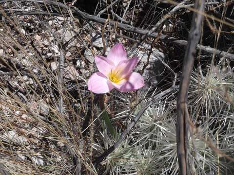 Imagem de Habranthus chichimeca (T. M. Howard & S. Ogden) Flagg, G. Lom. Sm. & Meerow