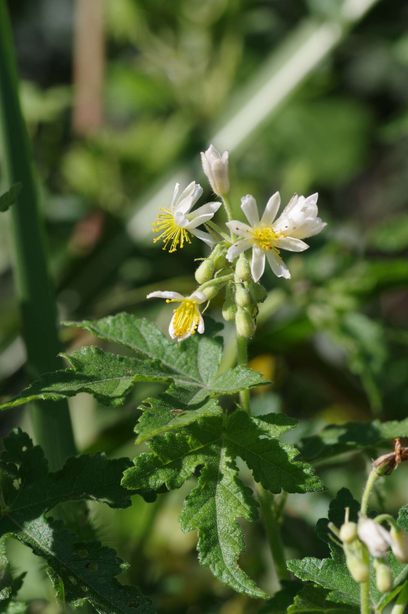 Image of Mountain stock-rose