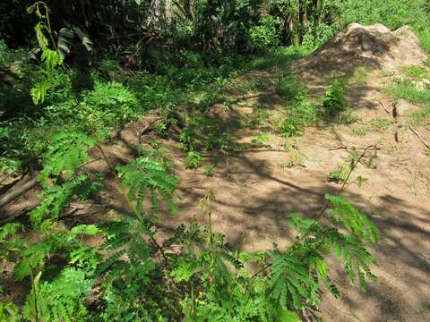 Image de Albizia adianthifolia var. adianthifolia