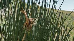 Image of African desert banana