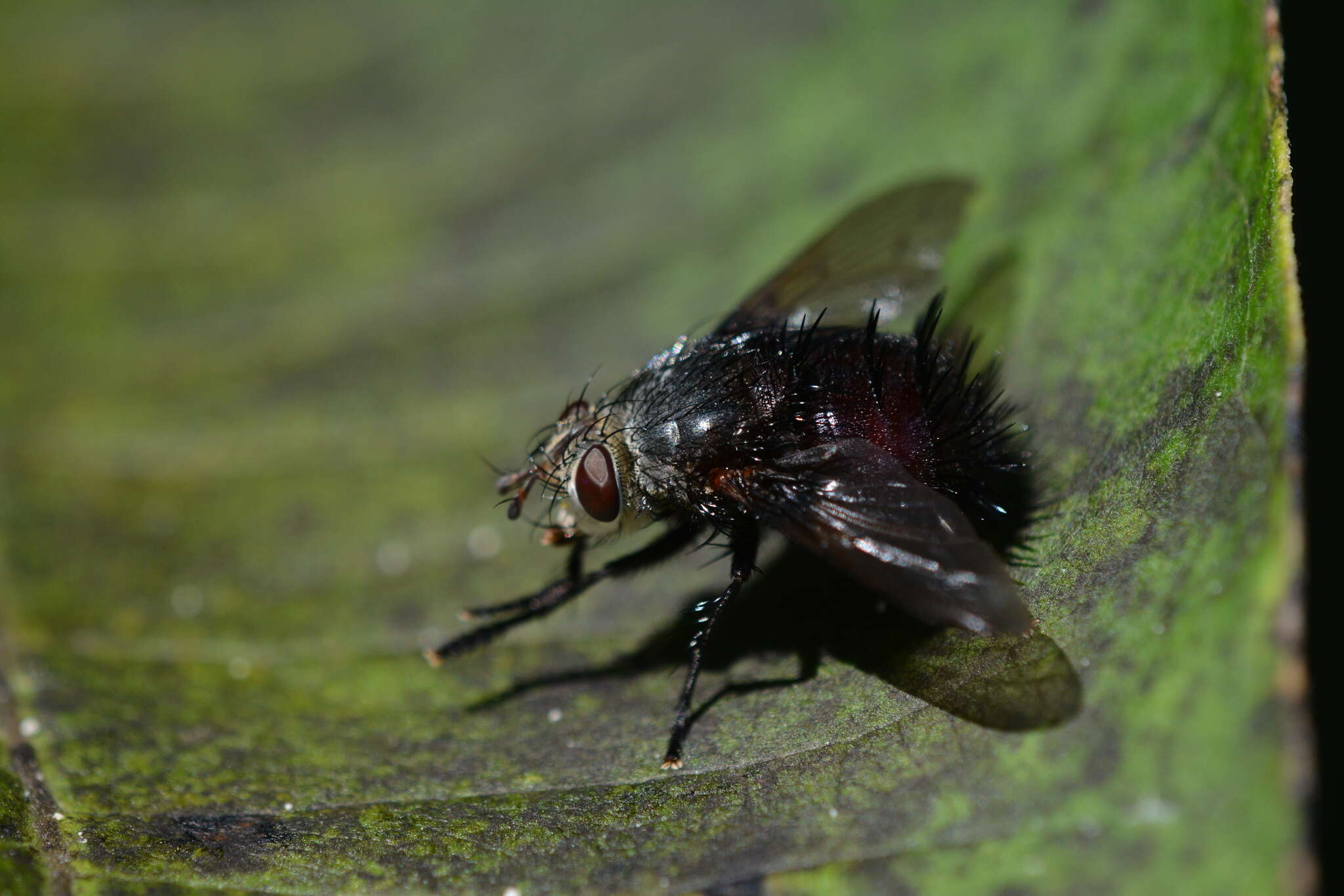 صورة Juriniopsis adusta (Wulp 1890)