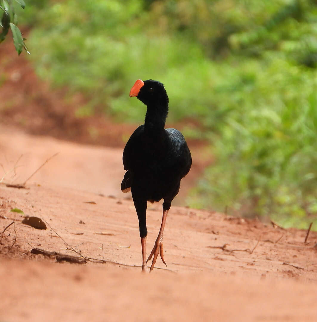 Image of Razor-billed Curassow