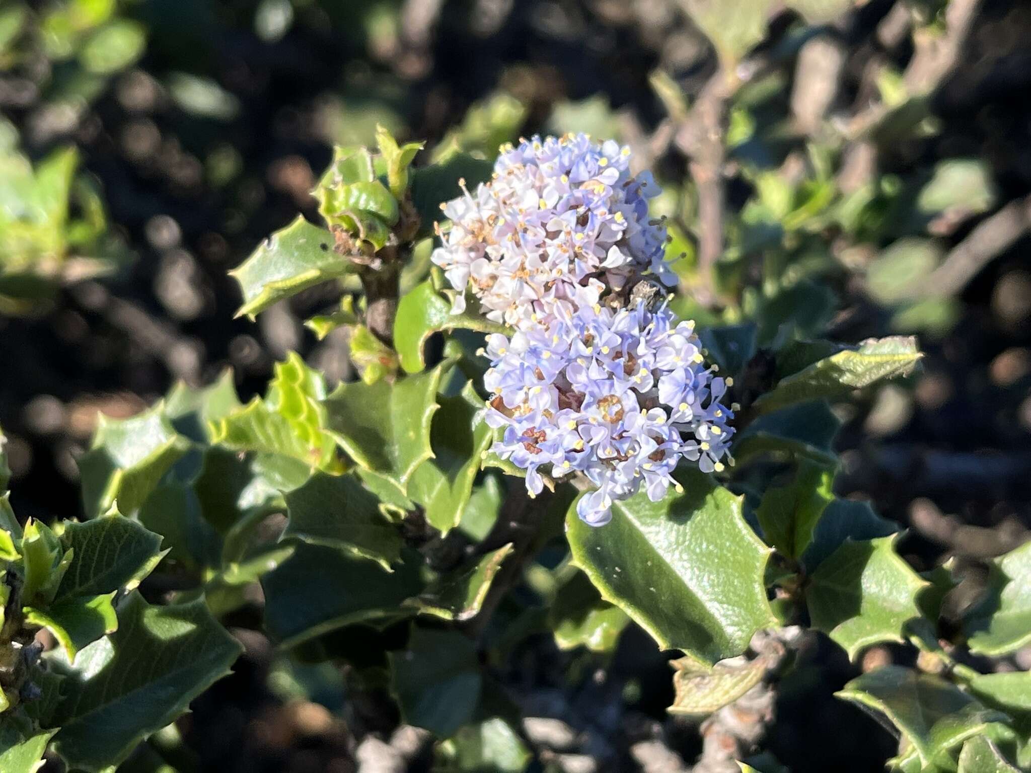 Image of Ceanothus decornutus V. T. Parker