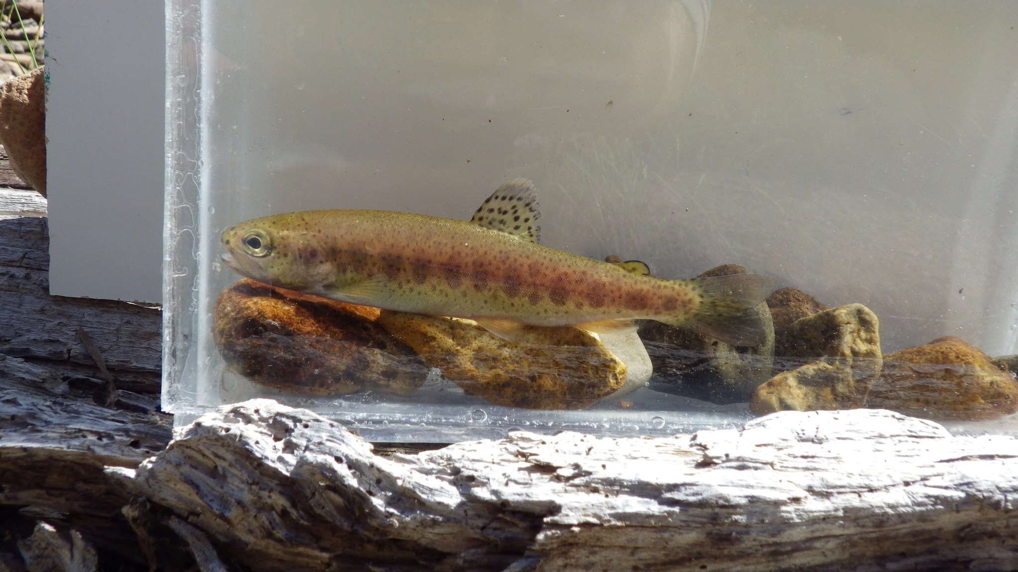 Image of Oncorhynchus mykiss gairdnerii (Richardson 1836)