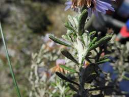 Image of Diplostephium oblanceolatum S. F. Blake