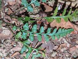 Image of spleenwort