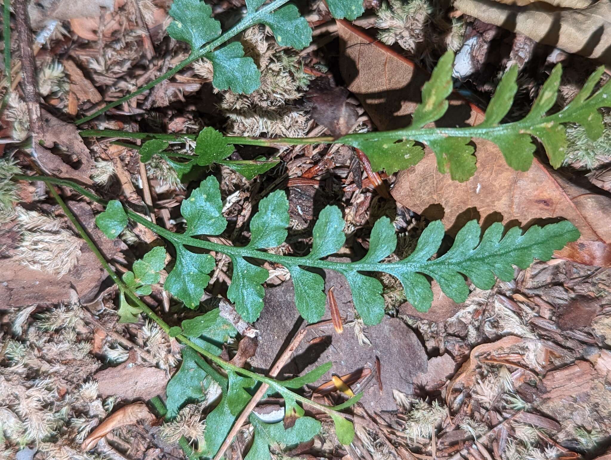 Image of spleenwort