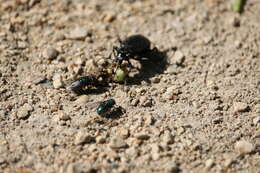 Imagem de Calosoma (Calosoma) frigidum Kirby 1837