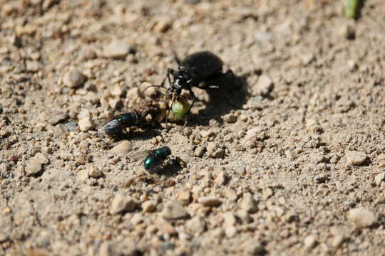 Слика од Calosoma (Calosoma) frigidum Kirby 1837