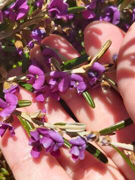 Image of Alpine Hovea