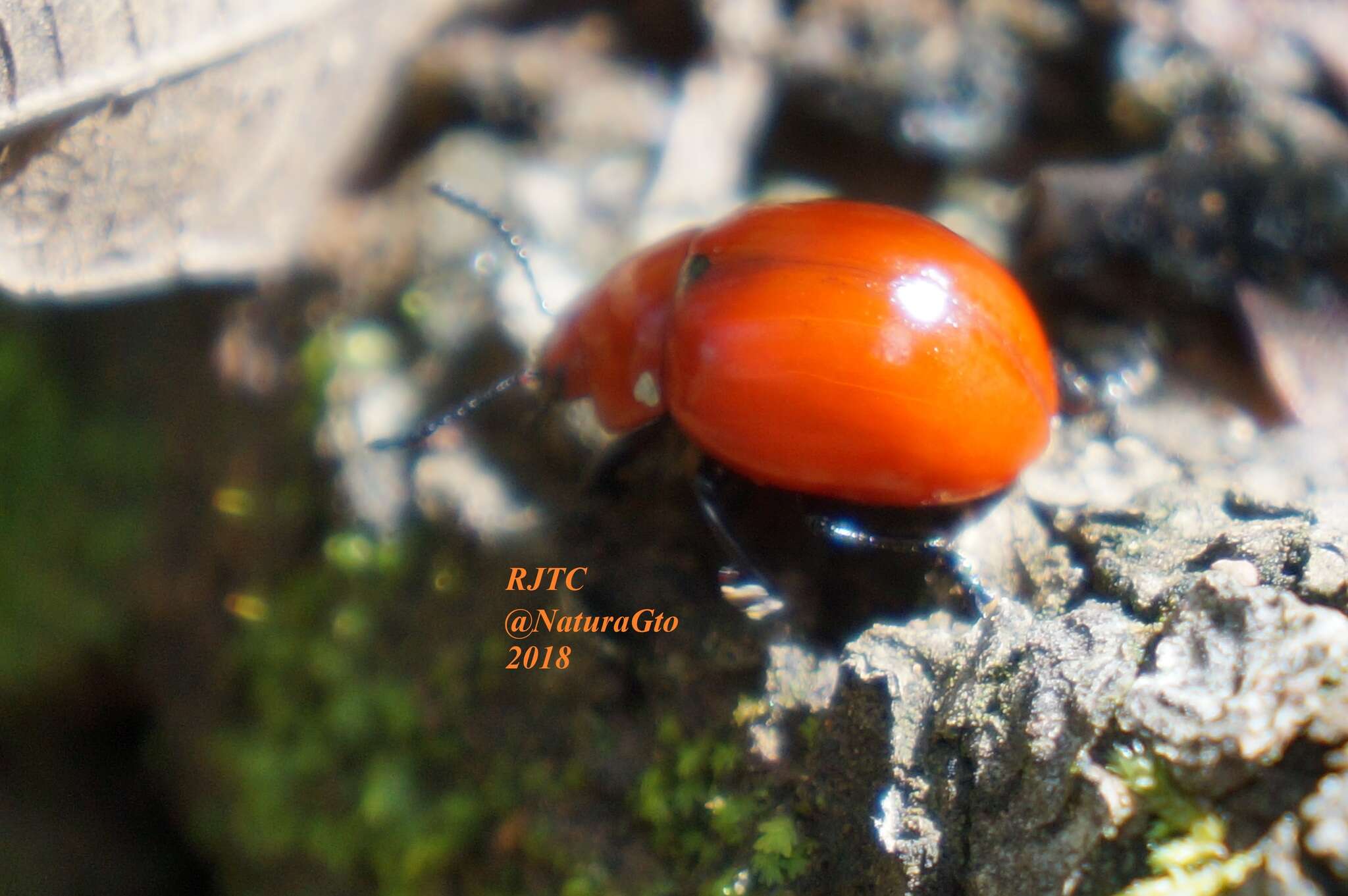 Image of Reddish Potato Beetle