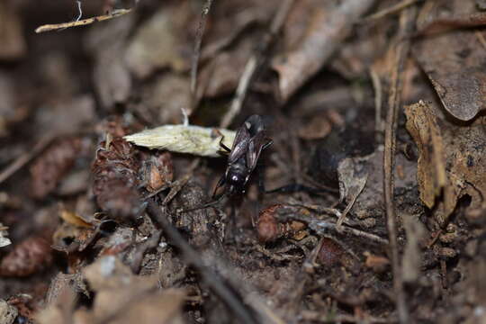 Image of Eremocoris fenestratus (Herrich-Schaeffer 1839)