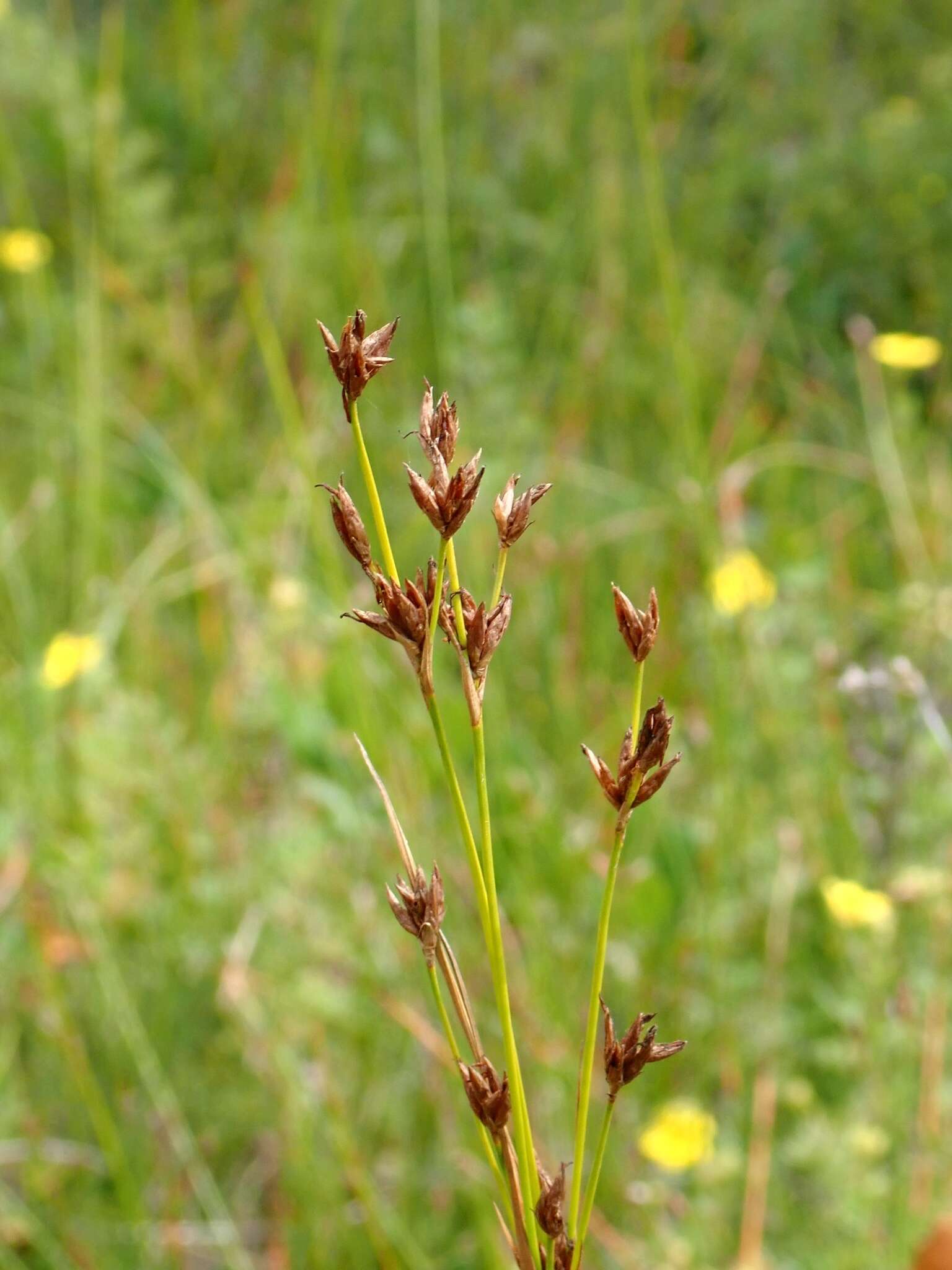 Image of brownish beaksedge