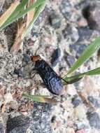 Image of Pine false webworm