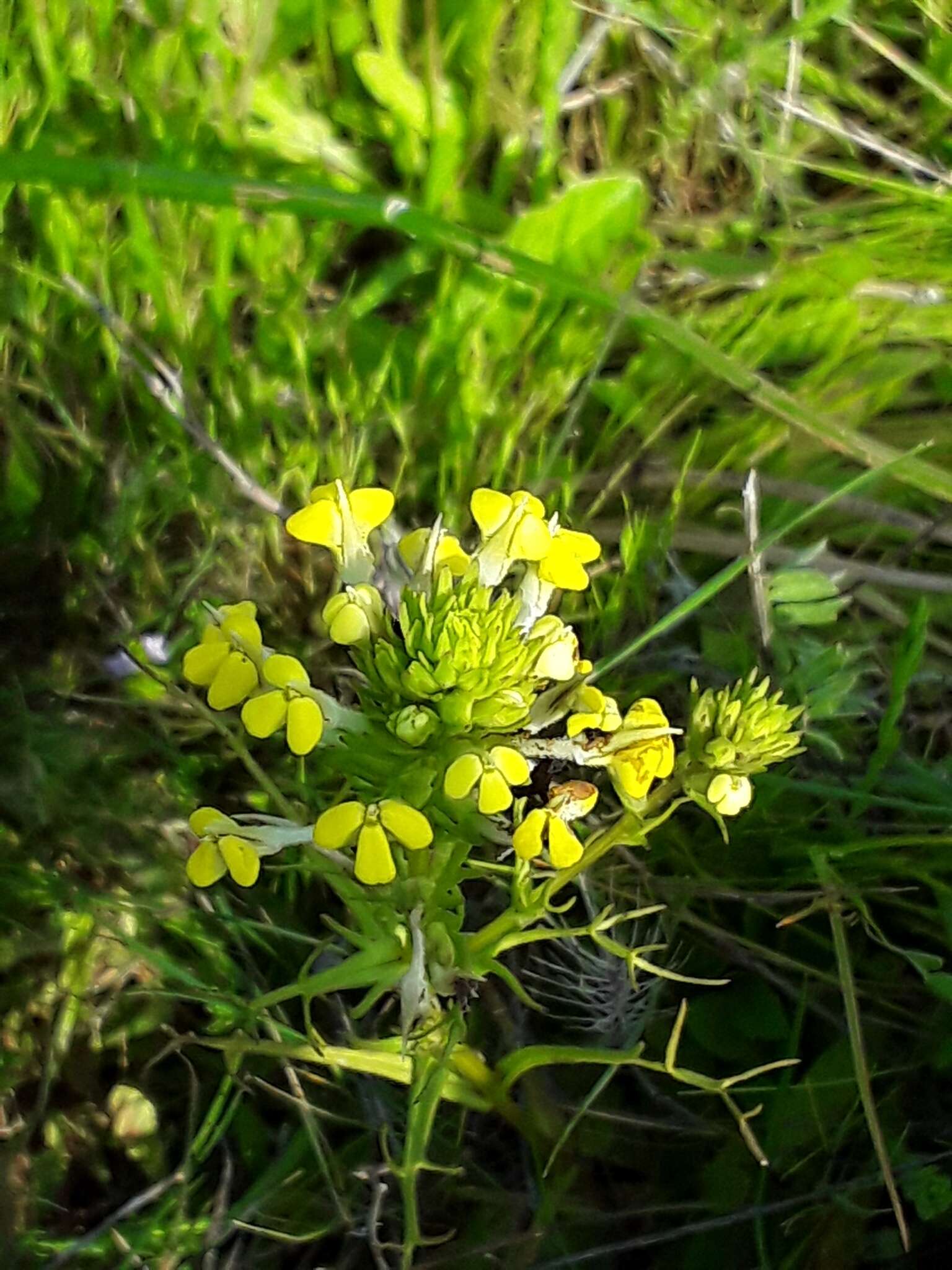 Image of yellowbeak owl's-clover