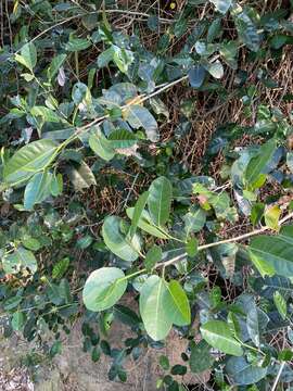 Ficus tinctoria Forst. fil. resmi