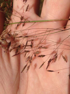 Слика од Eragrostis trichodes (Nutt.) Alph. Wood