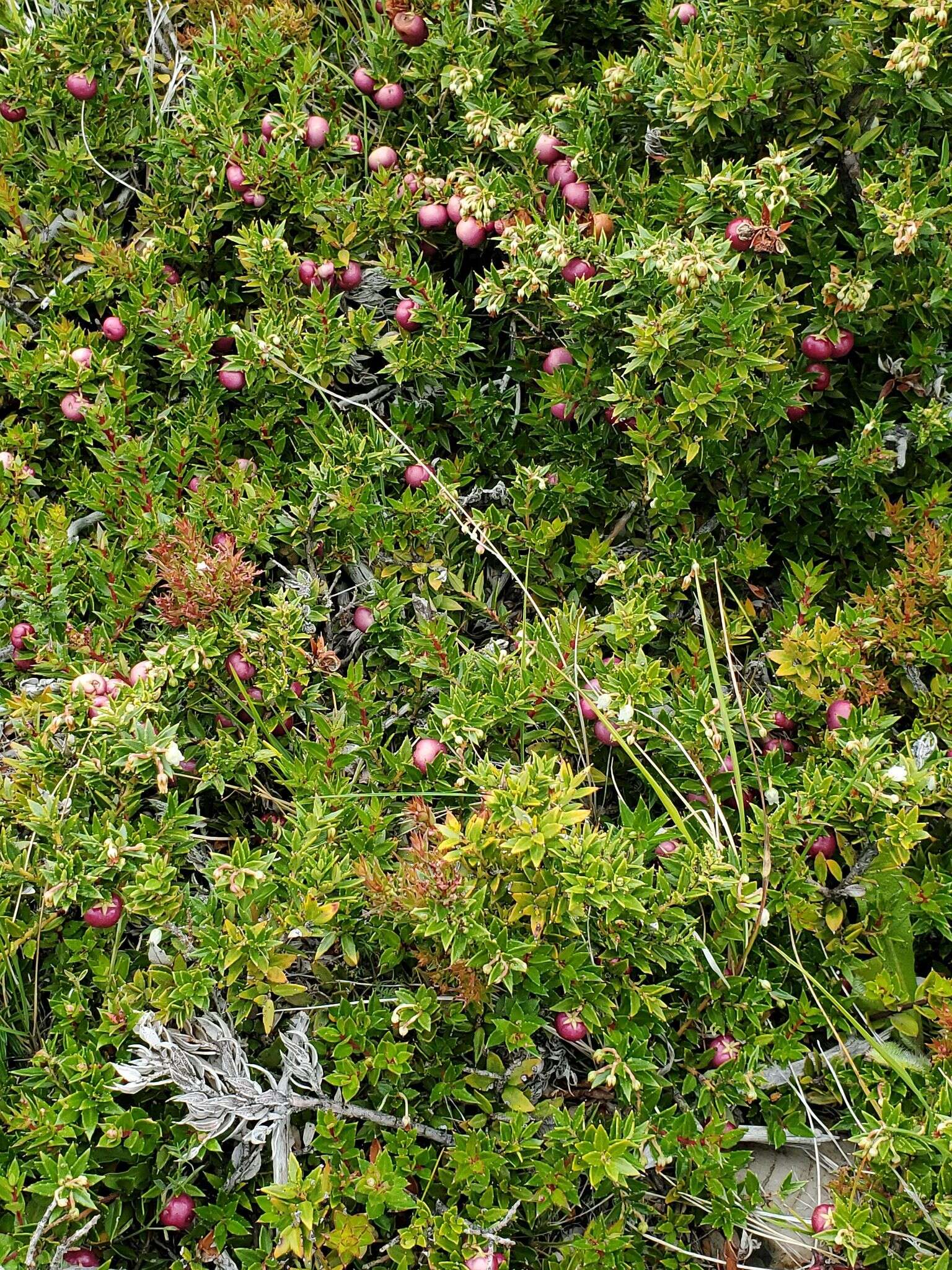 Image of Gaultheria mucronata (L. fil.) E. J. Remy