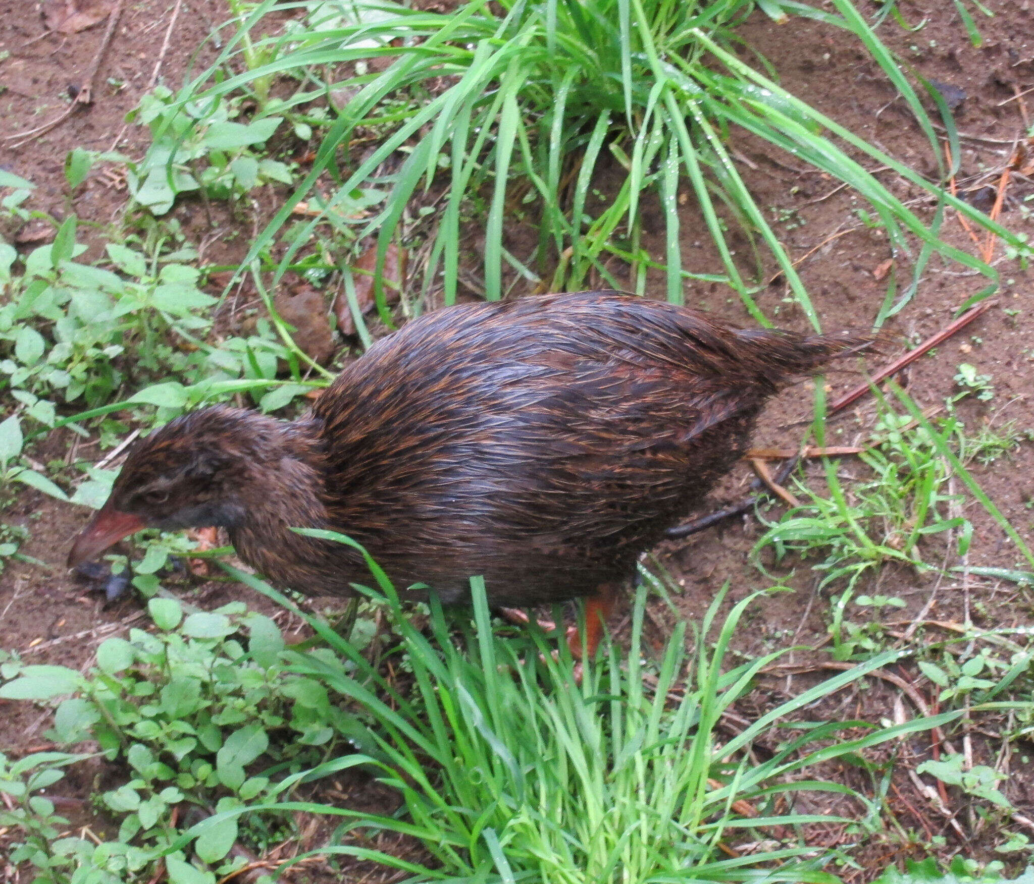 Image of Gallirallus australis australis (Sparrman 1786)