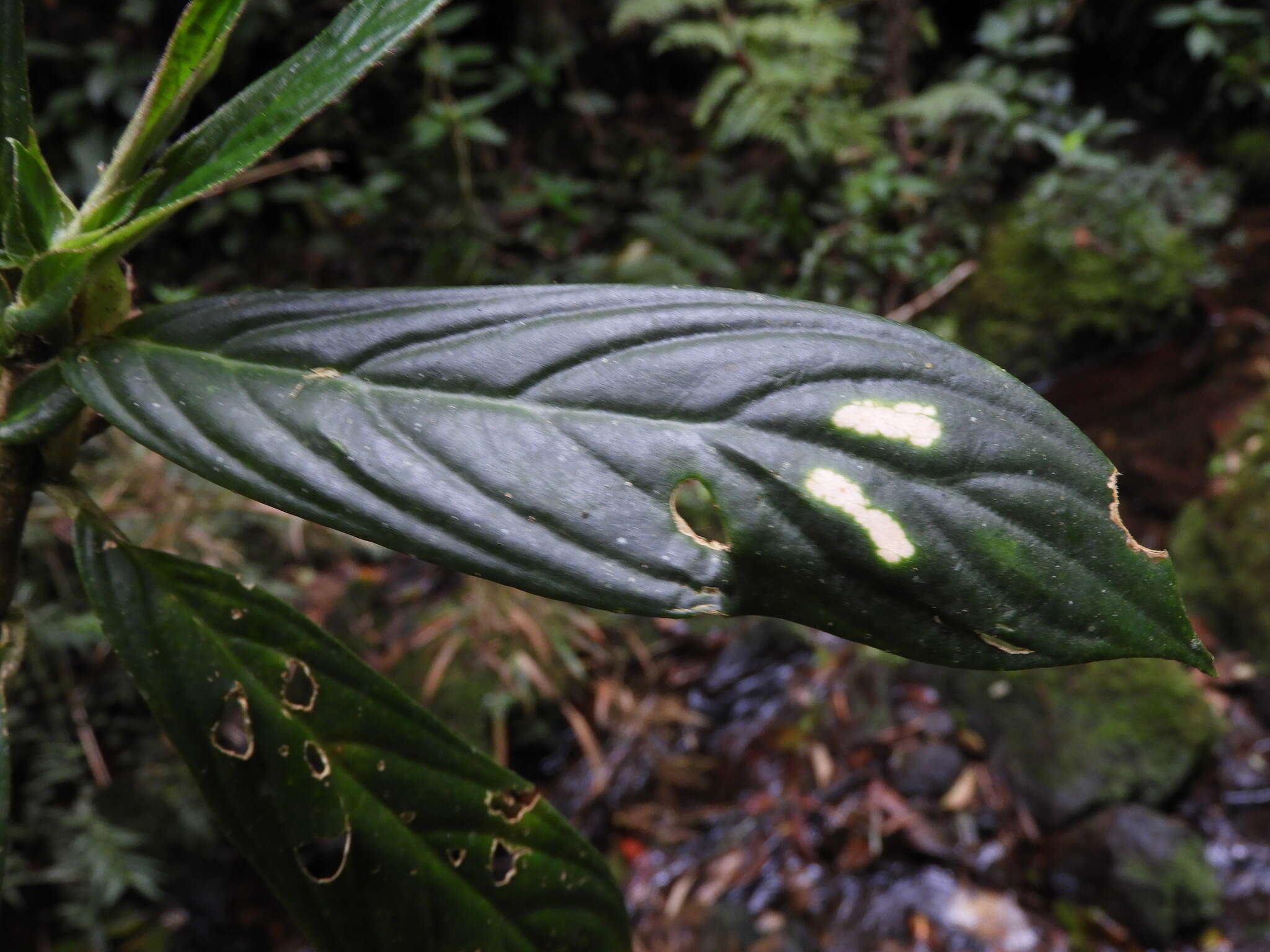 Image of Columnea dimidiata (Benth.) Kuntze