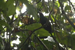 Image of White-shouldered Antbird