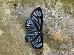 Image of Gonora hyelosioides Walker 1862