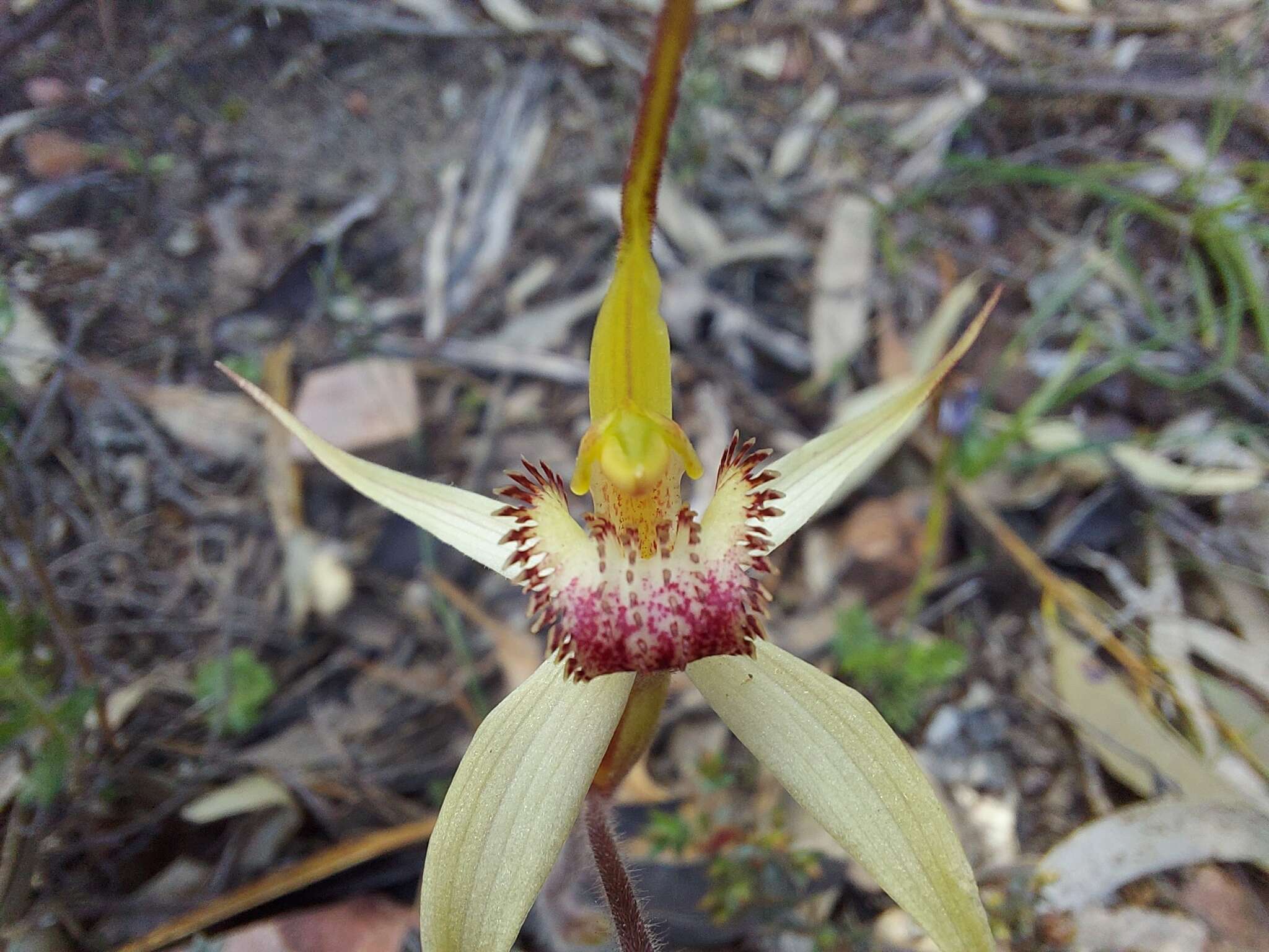 Caladenia flindersica (D. L. Jones) R. J. Bates的圖片