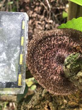 Image of Trametes apiaria (Pers.) Zmitr., Wasser & Ezhov 2012