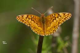 Image of Variegated Fritillary