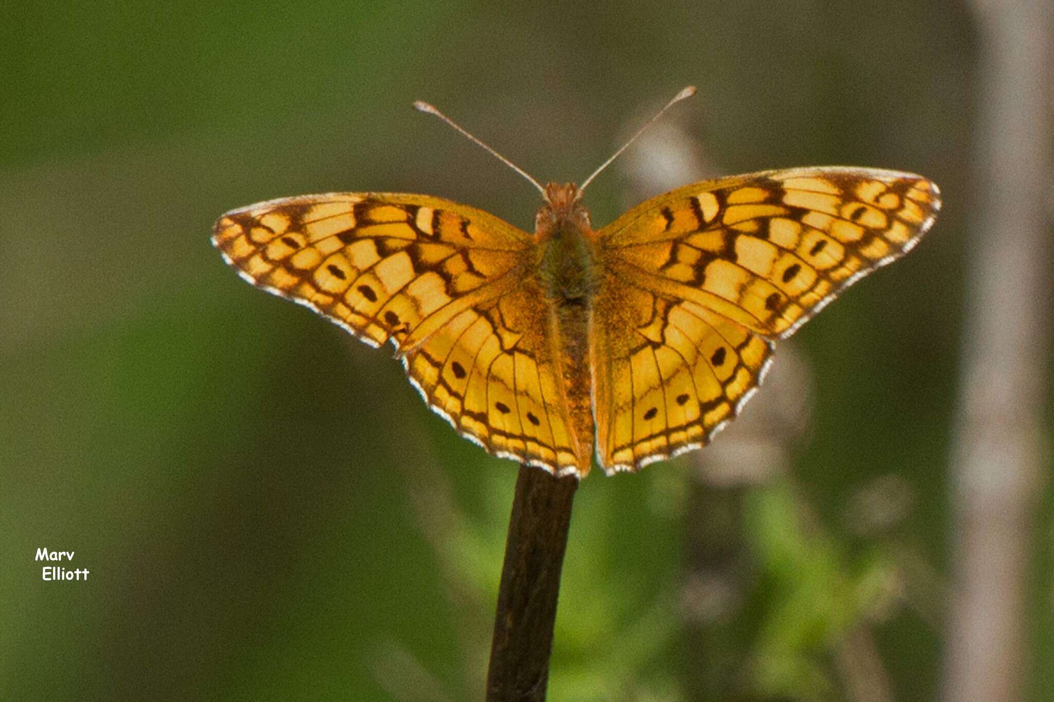 Image of Variegated Fritillary