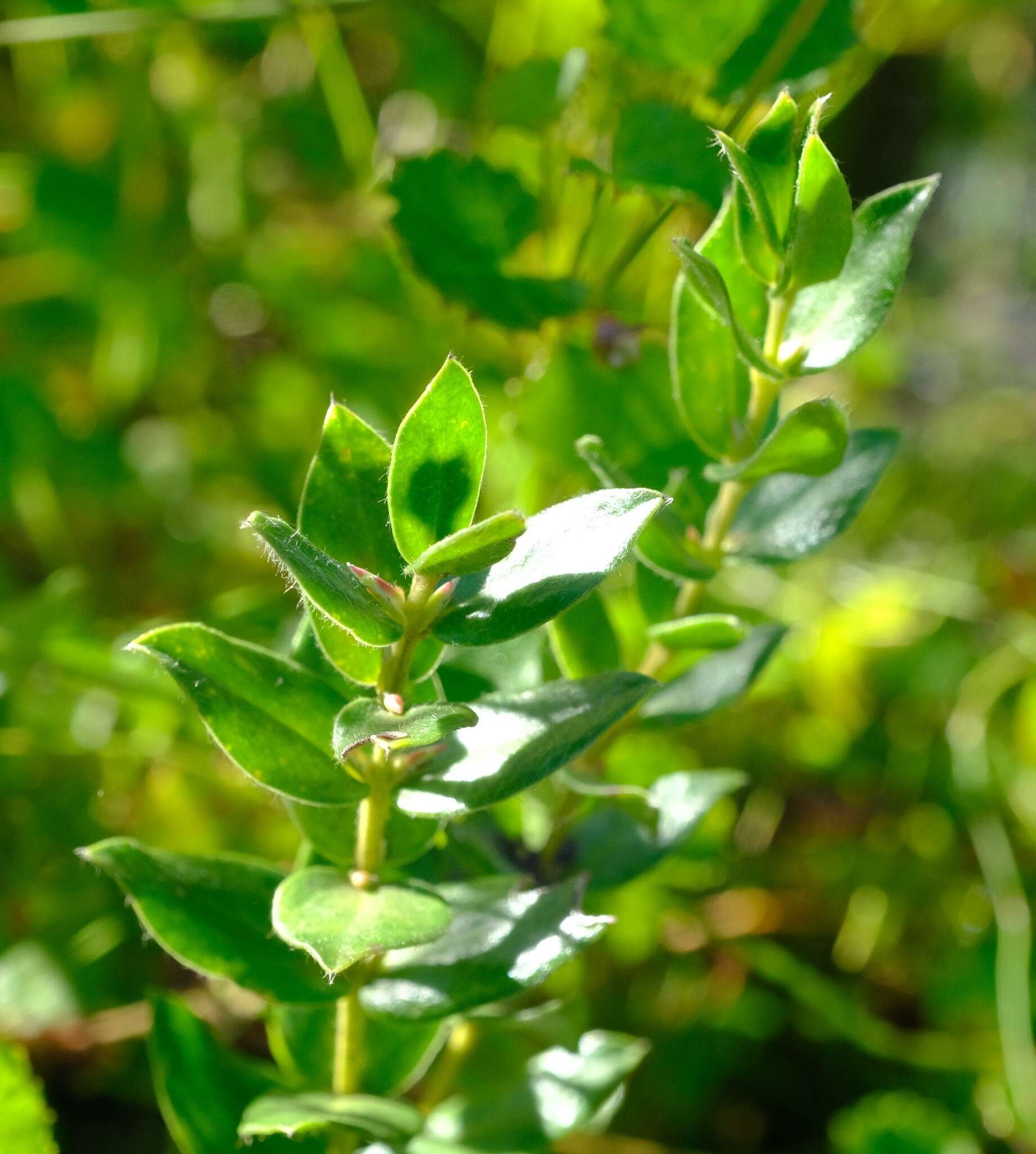 Imagem de Geissoloma marginata (L.) A. Juss.