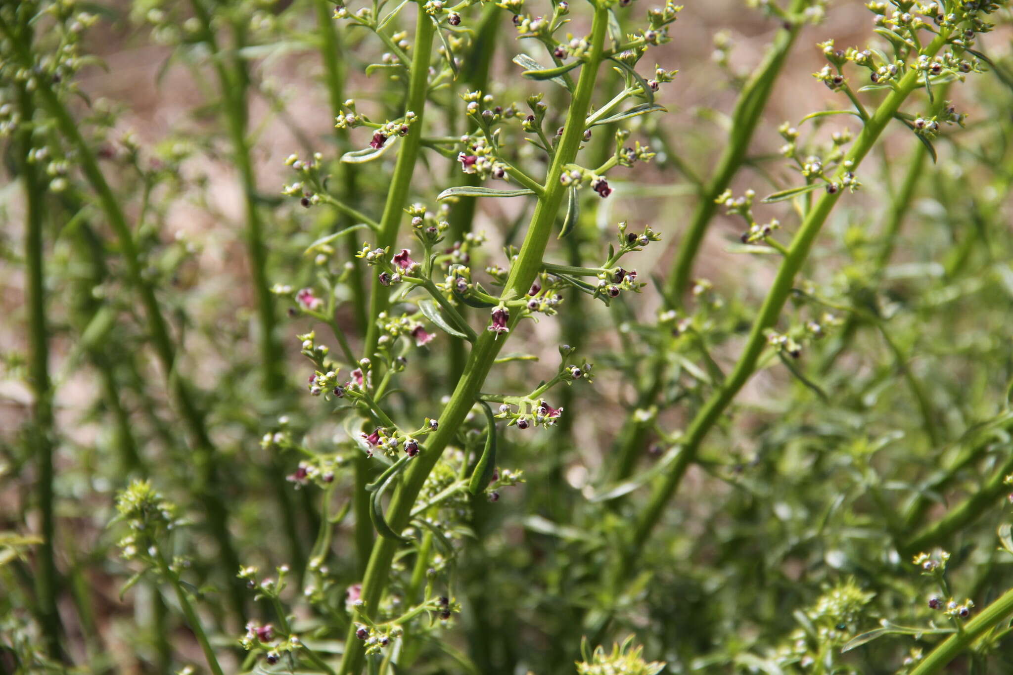 Image of Scrophularia canina subsp. bicolor (Sibth. & Sm.) W. Greuter