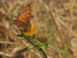 Plancia ëd Melitaea trivia Denis & Schiffermüller 1775