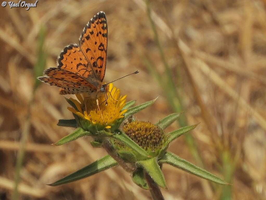 Plancia ëd Melitaea trivia Denis & Schiffermüller 1775