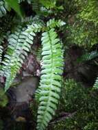 Polystichum hancockii (Hance) Diels resmi