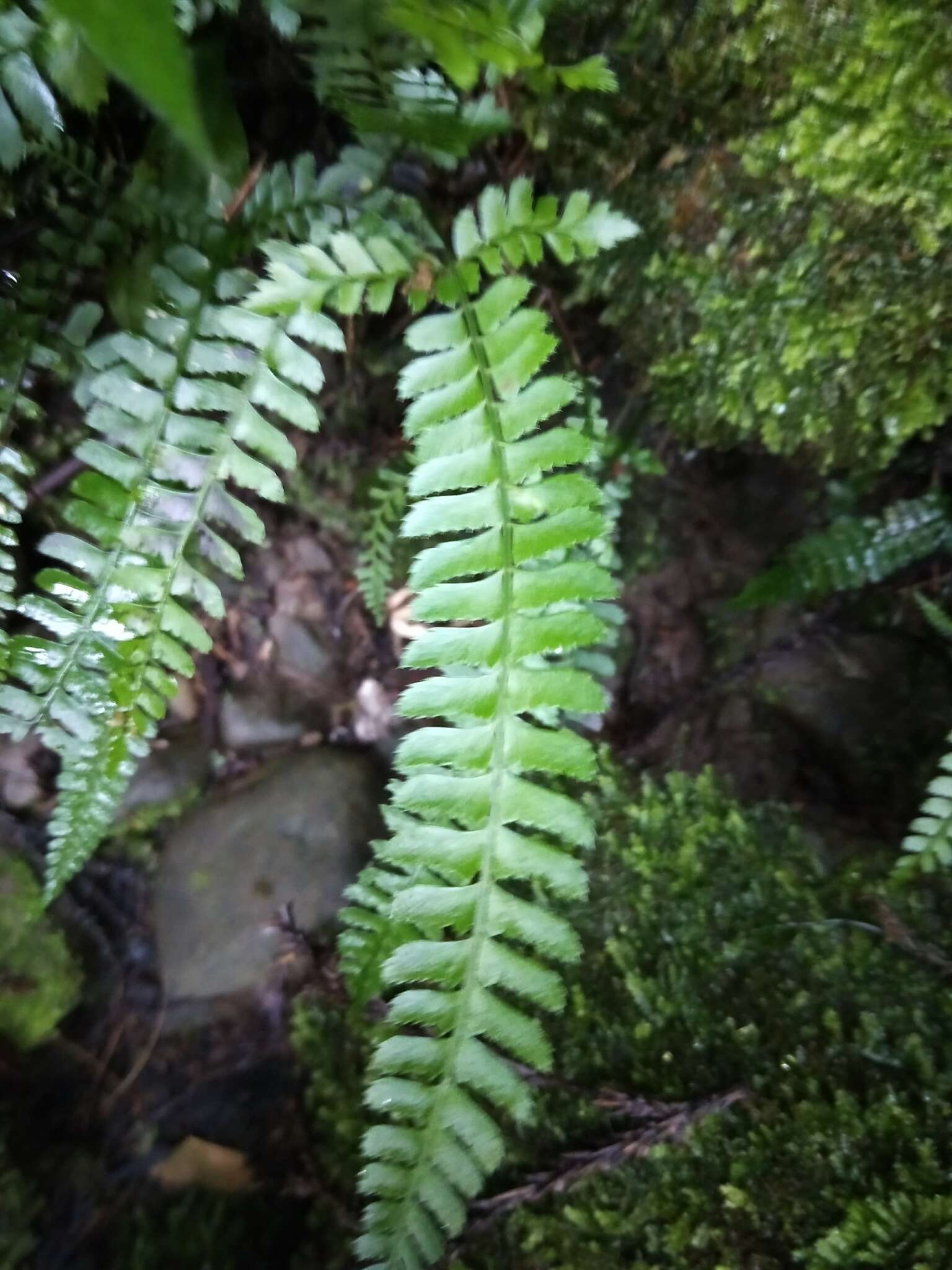 Image de Polystichum hancockii (Hance) Diels