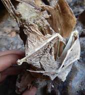 Image of Australian False Vampire Bat