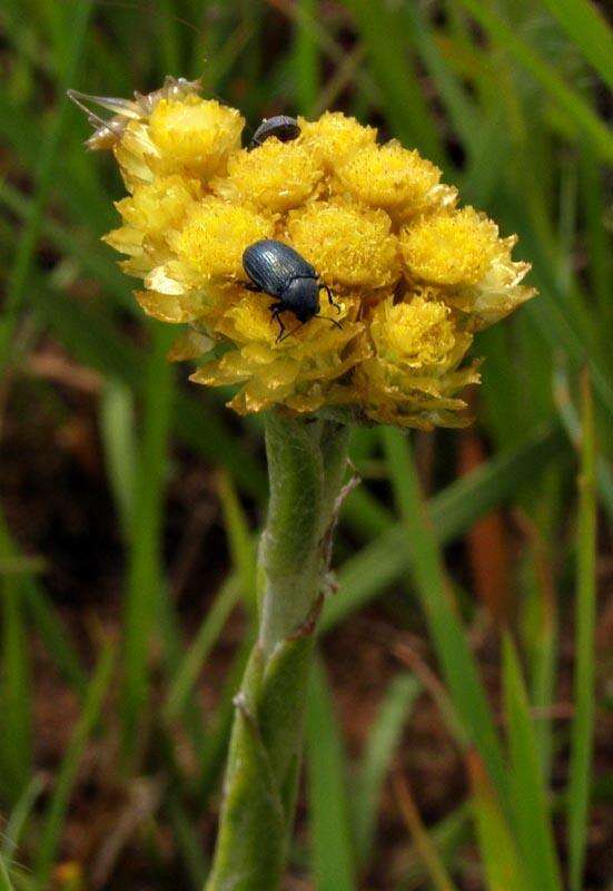 Sivun Helichrysum cephaloideum DC. kuva