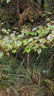 Image of Rhododendron mariesii Hemsl. & E. H. Wilson