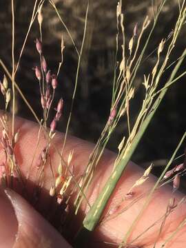 Imagem de Panicum queenslandicum Domin